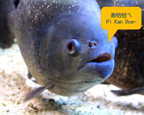 Piranha HAHAHA.jpg